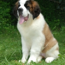 St. Bernard